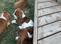 Sage, a female Basset Hound for sale in Omak, WA – 2 of 10