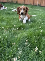 Ginger, a female Basset Hound for sale in Omak, WA – 3 of 10