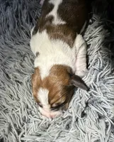 Nutmeg, a female Basset Hound for sale in Omak, WA – 1 of 2