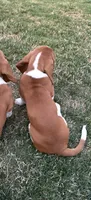 Cinnamon , a female Basset Hound for sale in Omak, WA – 3 of 10