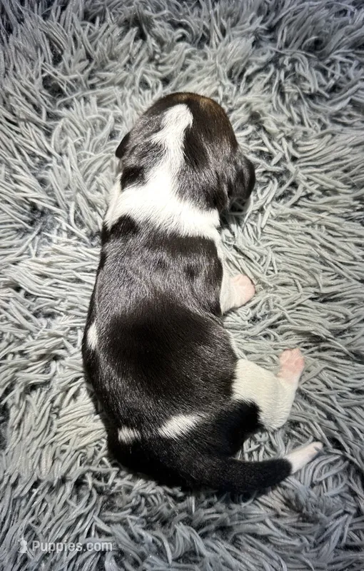 Rosemary – Basset Hound puppy for sale in Omak, WA