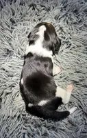 Rosemary, a female Basset Hound for sale in Omak, WA – 6 of 7