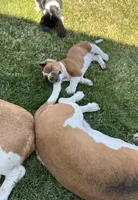 Ginger, a female Basset Hound for sale in Omak, WA – 8 of 10