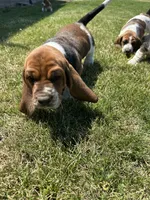 Pepper, a female Basset Hound for sale in Omak, WA – 7 of 10
