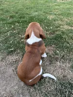 Pepper, a female Basset Hound for sale in Omak, WA – 3 of 10