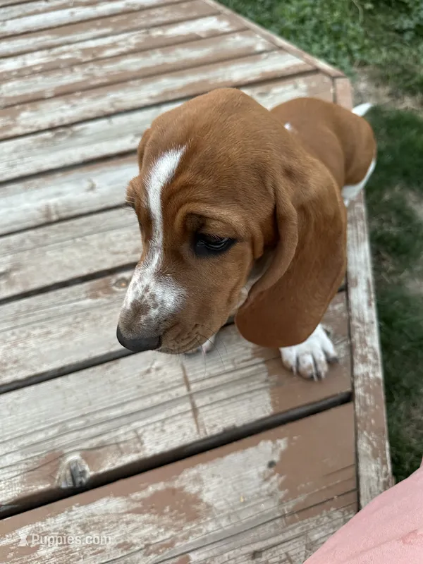 Ginger – Basset Hound puppy for sale in Omak, WA