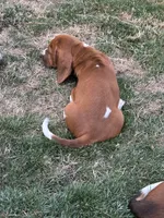 Ginger, a female Basset Hound for sale in Omak, WA – 8 of 10