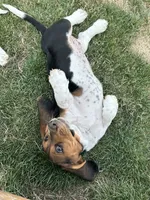 Rosemary, a female Basset Hound for sale in Omak, WA – 4 of 10