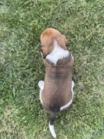 Pepper, a female Basset Hound for sale in Omak, WA – 10 of 10
