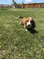 Cinnamon , a female Basset Hound for sale in Omak, WA – 7 of 10
