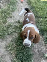 Nutmeg, a female Basset Hound for sale in Omak, WA – 9 of 10