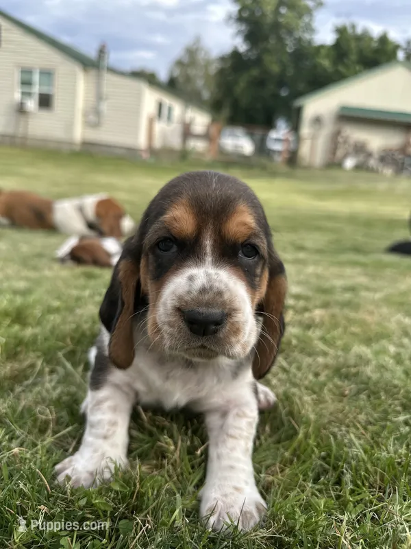 Anise – Basset Hound puppy on hold in Omak, WA