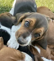 Rosemary, a female Basset Hound for sale in Omak, WA – 6 of 10