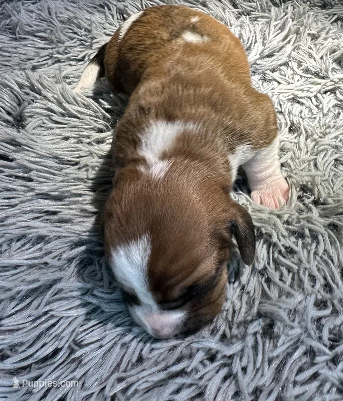 Ginger – Basset Hound puppy for sale in Omak, WA
