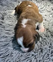 Ginger, a female Basset Hound for sale in Omak, WA – 1 of 2