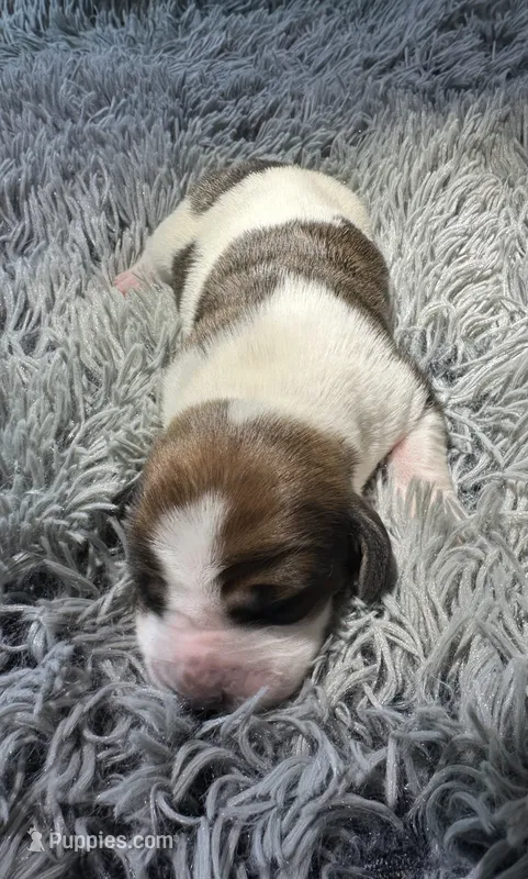 Sage – Basset Hound puppy for sale in Omak, WA