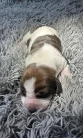 Sage, a female Basset Hound for sale in Omak, WA – 2 of 2