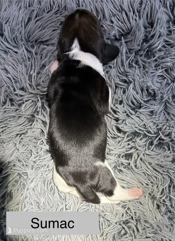 Sumac – Basset Hound puppy for sale in Omak, WA