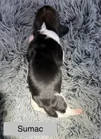 Sumac, a male Basset Hound for sale in Omak, WA – 1 of 2