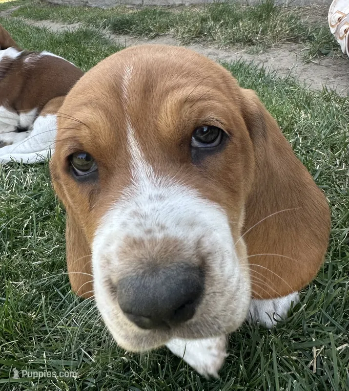 Adobo – Basset Hound puppy for sale in Omak, WA