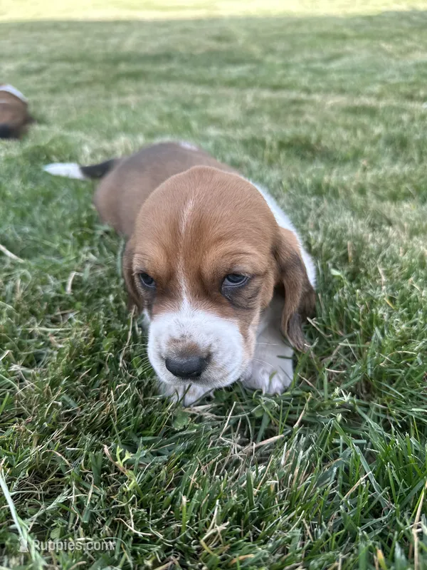 Adobo – Basset Hound puppy for sale in Omak, WA