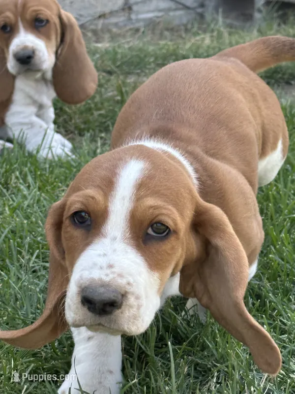 Cinnamon  – Basset Hound puppy for sale in Omak, WA