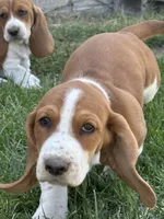 Cinnamon , a female Basset Hound for sale in Omak, WA – 6 of 10