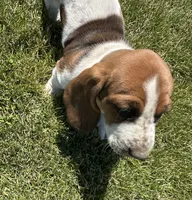 Sage, a female Basset Hound for sale in Omak, WA – 8 of 10