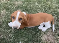 Cinnamon , a female Basset Hound for sale in Omak, WA – 2 of 10