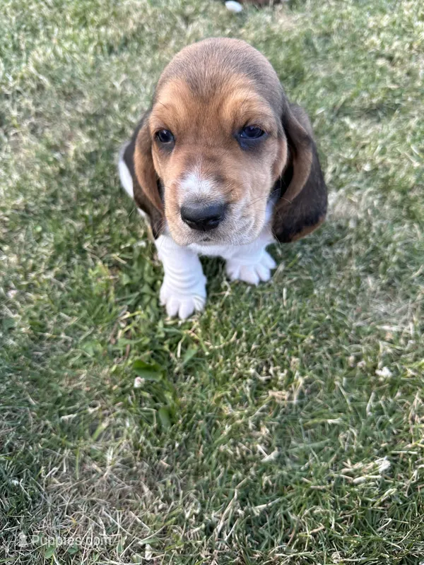 Sumac – Basset Hound puppy for sale in Omak, WA