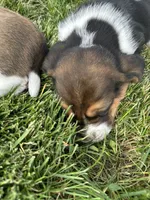 Rosemary, a female Basset Hound for sale in Omak, WA – 4 of 7