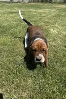 Pepper, a female Basset Hound for sale in Omak, WA – 8 of 10