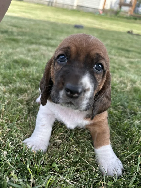 Pepper – Basset Hound puppy for sale in Omak, WA