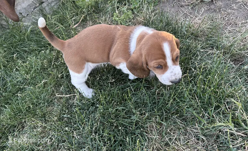 Cinnamon  – Basset Hound puppy for sale in Omak, WA