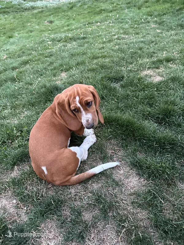 Ginger – Basset Hound puppy for sale in Omak, WA