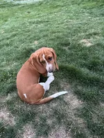 Ginger, a female Basset Hound for sale in Omak, WA – 1 of 10