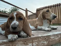 Ginger, a female Basset Hound for sale in Omak, WA – 5 of 10