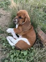 Pepper, a female Basset Hound for sale in Omak, WA – 5 of 10