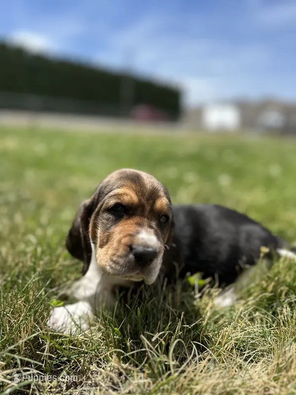 Sumac – Basset Hound puppy for sale in Omak, WA
