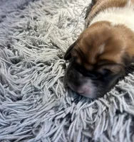 Pepper, a female Basset Hound for sale in Omak, WA – 2 of 2
