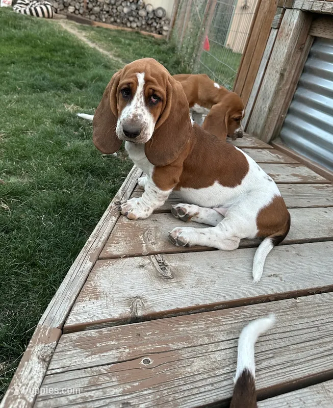 Sage – Basset Hound puppy for sale in Omak, WA