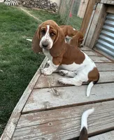 Sage, a female Basset Hound for sale in Omak, WA – 1 of 10