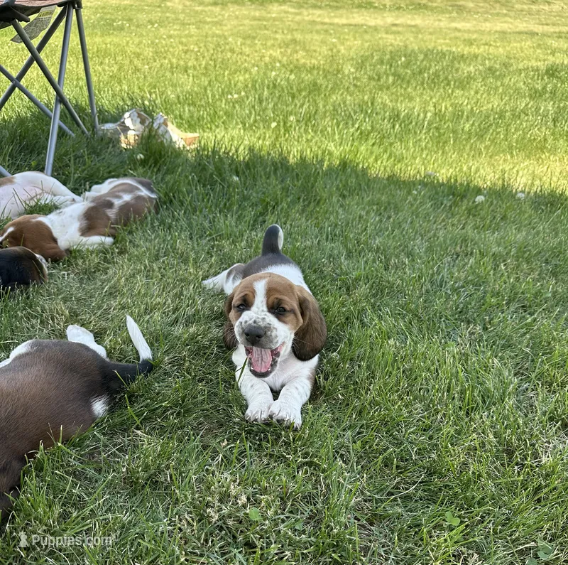 Sage – Basset Hound puppy for sale in Omak, WA