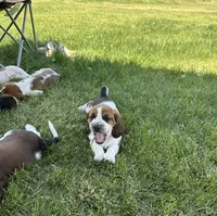 Sage, a female Basset Hound for sale in Omak, WA – 4 of 10