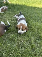 Sage, a female Basset Hound for sale in Omak, WA – 9 of 10