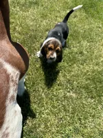 Rosemary, a female Basset Hound for sale in Omak, WA – 7 of 10
