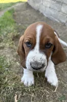 Nutmeg, a female Basset Hound for sale in Omak, WA – 7 of 10