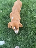 Ginger, a female Basset Hound for sale in Omak, WA – 6 of 10