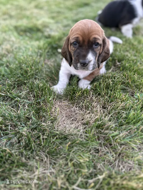 Pepper – Basset Hound puppy for sale in Omak, WA