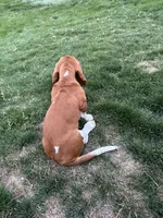 Ginger, a female Basset Hound for sale in Omak, WA – 5 of 10